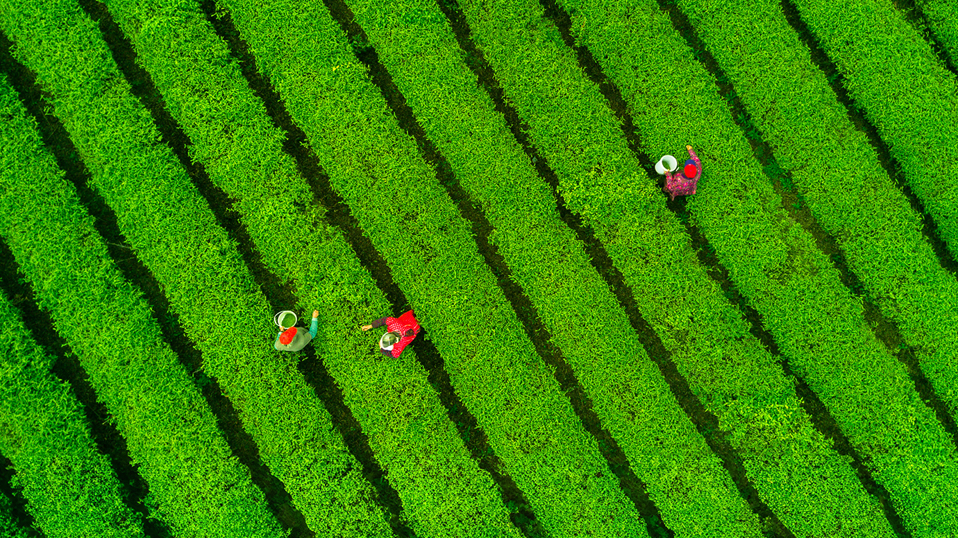 tea plantation