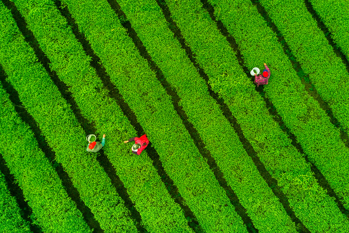 tea plantation
